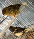 Vrouwelijke glosters, Dieren en Toebehoren, Vrouwelijk