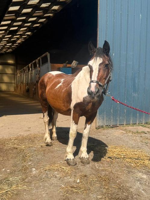 Ekstermerrie, Dieren en Toebehoren, Paarden en Pony's | Hoofdstellen en Tuigage, Ophalen of Verzenden