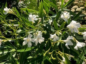 oleander beschikbaar voor biedingen