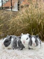 Kleurdwerg, Dieren en Toebehoren, Konijnen, Meerdere dieren, Dwerg, 0 tot 2 jaar