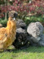 Zijdehoentjes (100% USA), Dieren en Toebehoren, Pluimvee