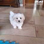 Mini maltezer pups, Dieren en Toebehoren, Honden | Chihuahua's en Gezelschapshonden, België, Maltezer, CDV (hondenziekte), 8 tot 15 weken