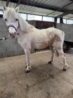 Welshe pony, Dieren en Toebehoren, Stalling en Weidegang