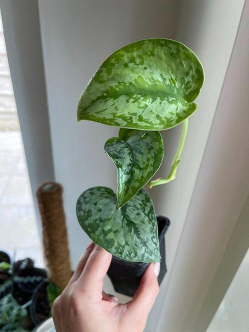 Scindapsus noID (ID unkown), Huis en Inrichting, Kamerplanten, Ophalen of Verzenden