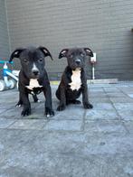 Leuke bully pups, Dieren en Toebehoren, België, Overige rassen, CDV (hondenziekte), 8 tot 15 weken