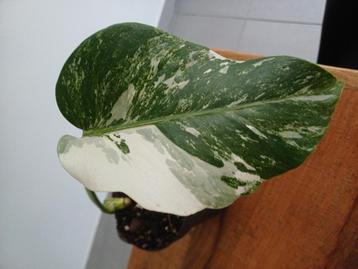 Monstera deliciosa albo variegata  beschikbaar voor biedingen