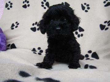 Schattige yorckipoo pups  beschikbaar voor biedingen