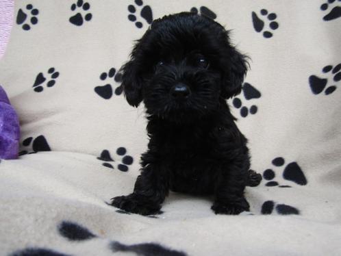 Schattige yorckipoo pups, Dieren en Toebehoren, Honden | Niet-rashonden, Klein, Meerdere dieren, Fokker | Professioneel, Meerdere