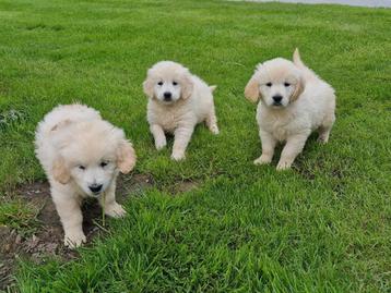 golden retriever pups