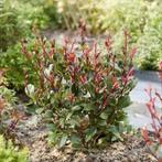 Photinia ' little red robin" - glansmispel, Tuin en Terras, Ophalen