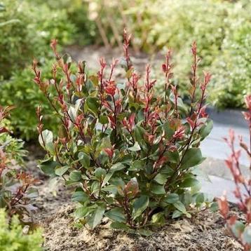 Photinia ' little red robin" - glansmispel beschikbaar voor biedingen