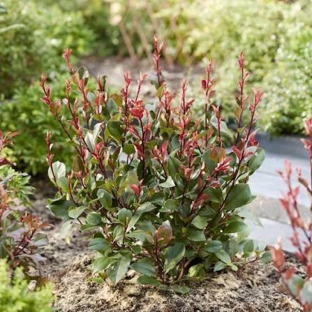 Photinia ' little red robin" - glansmispel, Tuin en Terras, Planten | Tuinplanten, Ophalen