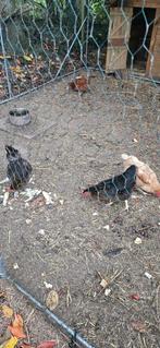 4 legkippen en 1 koppel leghorn goudpatrijs voor 50 euro, Dieren en Toebehoren, Pluimvee