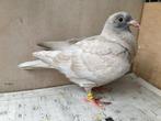 Speciale kleurpostduif reduced duivin, Animaux & Accessoires, Oiseaux | Pigeons