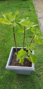 VIJGENSTRUIK, Tuin en Terras, Ophalen, Volle zon, Minder dan 100 cm