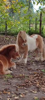 Mooi duo koppel Shetlandponys zoeken een nieuw thuis., Dieren en Toebehoren, Pony's, Meerdere dieren, Gechipt, 3 tot 6 jaar, A pony (tot 1.17m)