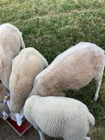Ooi met 2 lammeren, Meerdere dieren, Schaap
