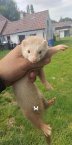 Fret, Dieren en Toebehoren, Ophalen
