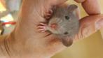 Dumbo ratjes, Dieren en Toebehoren, Rat, Mei, Meerdere dieren, Tam