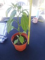 Peper plant jalapeño, Ophalen