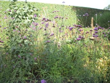 Verbena Bonariensis een vlinder en bijen magneet beschikbaar voor biedingen