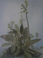 ets met de hand ingekleurd Louis A Peeters Bloeiende plant, Antiek en Kunst, Ophalen