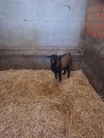 Mooie bok, Dieren en Toebehoren