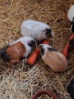 cobayes, Animaux & Accessoires, Décembre, Femelle