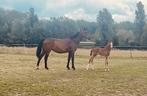 merrieveulen (Ermitage Kalone x Aliby de Laubry), Dieren en Toebehoren, Paarden, Merrie, Springpaard, Gechipt, 0 tot 2 jaar
