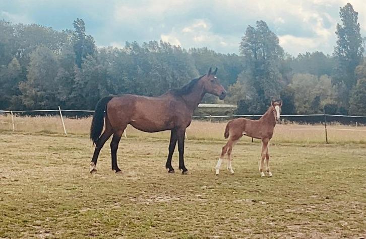 merrieveulen (Ermitage Kalone x Aliby de Laubry), Dieren en Toebehoren, Paarden, Merrie, Onbeleerd, 0 tot 2 jaar, Springpaard