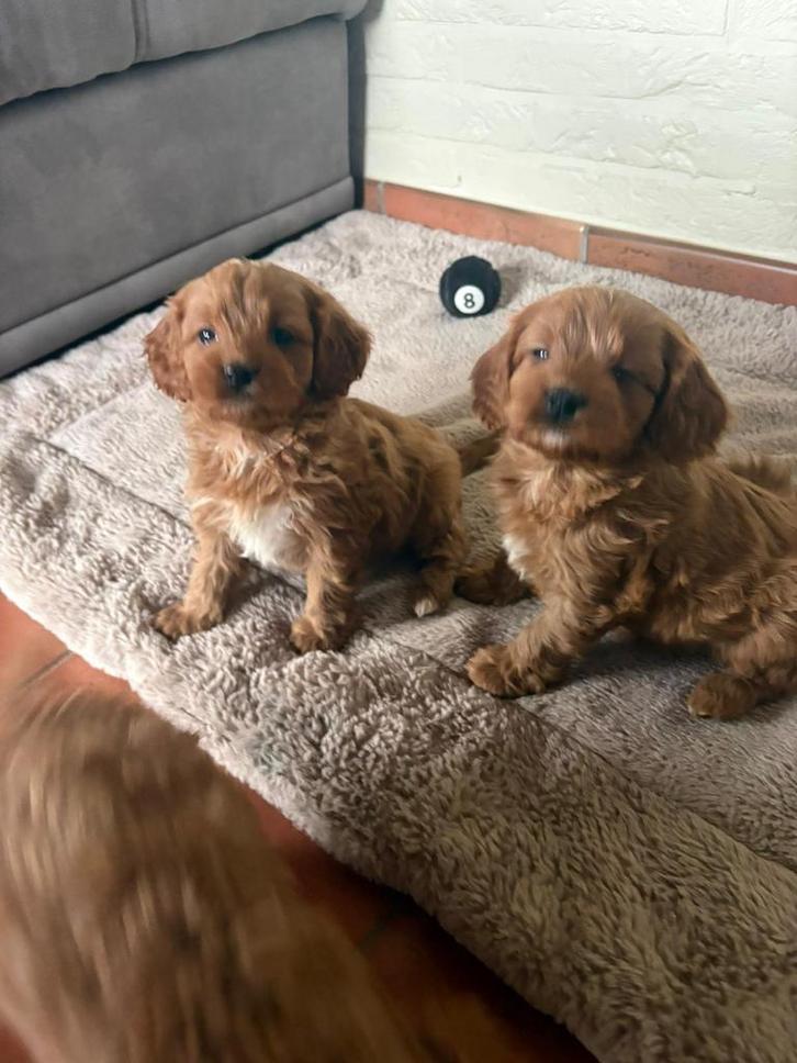 Mooie cavapool, Dieren en Toebehoren, Honden | Chihuahua's en Gezelschapshonden, Meerdere dieren, Overige rassen, Fokker | Professioneel