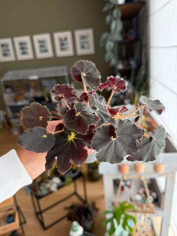 Begonia beschikbaar voor biedingen