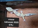 Diversen luipaardgekko's in vele kleuren en ook giants, Amfibie