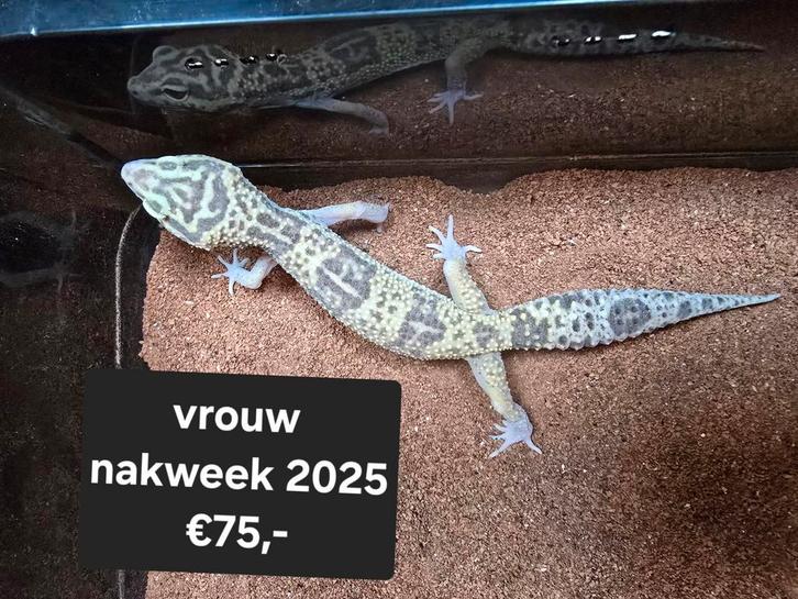 Diversen luipaardgekko's in vele kleuren en ook giants, Dieren en Toebehoren, Reptielen en Amfibieën, Amfibie