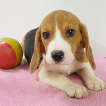 Beagle - chiots Belges à vendre