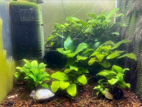 Plants Anubias D'AQUARIUM, Animaux & Accessoires, Poissons | Aquariums & Accessoires, Comme neuf, Plante(s), Pierre ou Bois