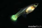 Guppy's ,Guppies (poecilia reticulata), Dieren en Toebehoren, Vis, Zoetwatervis, Schoolvis