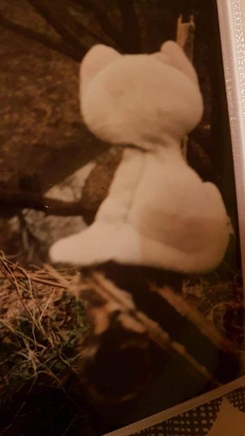 !GEZOCHT! - poesje teddybeer beschikbaar voor biedingen