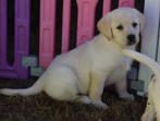 Labrador pups, crèmekleurig, nog 2 reutjes, Dieren en Toebehoren, Honden | Retrievers, Spaniëls en Waterhonden, België, CDV (hondenziekte)