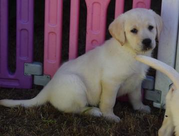 Labrador pups, crèmekleurig, nog 2 reutjes beschikbaar voor biedingen