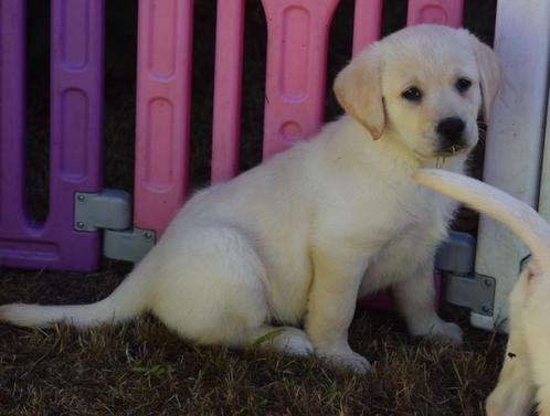 Labrador pups, crèmekleurig, nog 2 reutjes, Dieren en Toebehoren, Honden | Retrievers, Spaniëls en Waterhonden, Meerdere dieren