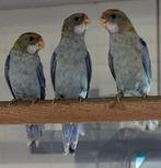 mooie, jonge bleekkoprosella (man), Dieren en Toebehoren, Mannelijk, Geringd