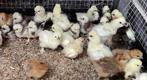 Usa zijdehoen kuikens, Dieren en Toebehoren, Pluimvee, Geslacht onbekend, Kip