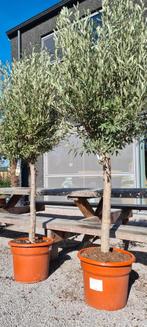 Olijfboom Olea Europaea, Ophalen, Olijfboom