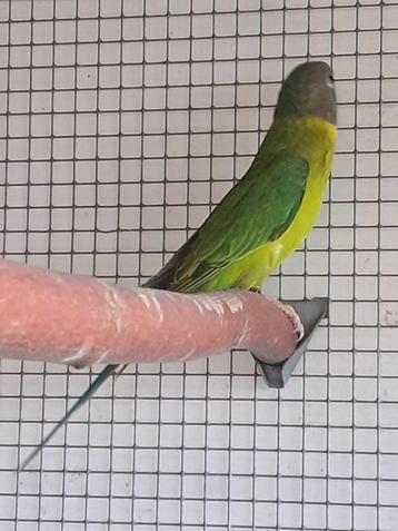 Pruimkoppen van 2025, Sexe inconnu, Perruche, Bagué