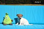 Prachtige Jack Russell pup, Dieren en Toebehoren, Honden | Jack Russells en Terriërs, België, Jack Russell Terriër, CDV (hondenziekte)