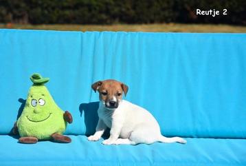 Prachtige Jack Russell pup  beschikbaar voor biedingen