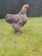 Cochin groothoender goudpatrijs, Dieren en Toebehoren, Pluimvee