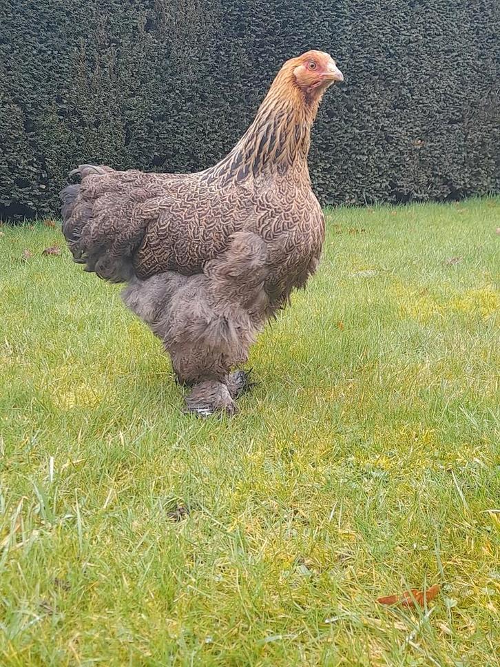 Cochin groothoender goudpatrijs, Dieren en Toebehoren, Pluimvee