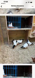 None duiven, Dieren en Toebehoren, Overige soorten